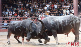 《斗牛》全集在线观看,热血沸腾的竞技传奇